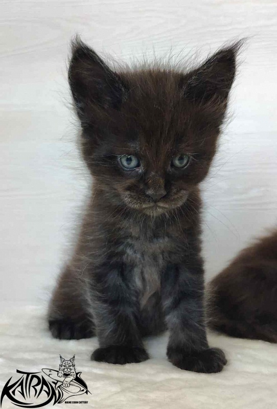 Katran Jordan - Кошеня мейн-кун 1 місяць