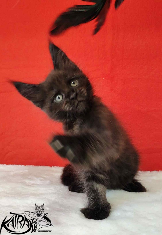 Katran Jordan - Кошеня мейн-кун 1 місяць 3 тижні