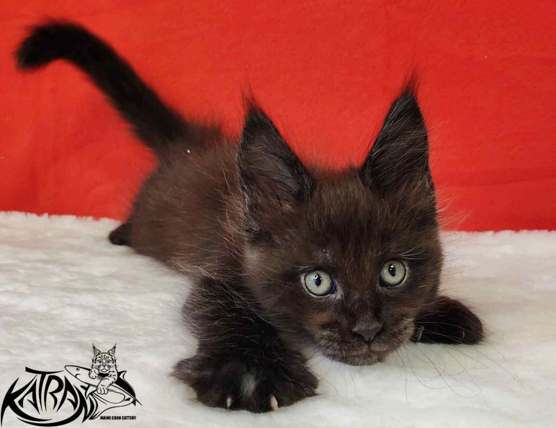 Katran Jordan - Кошеня мейн-кун 1 місяць 3 тижні