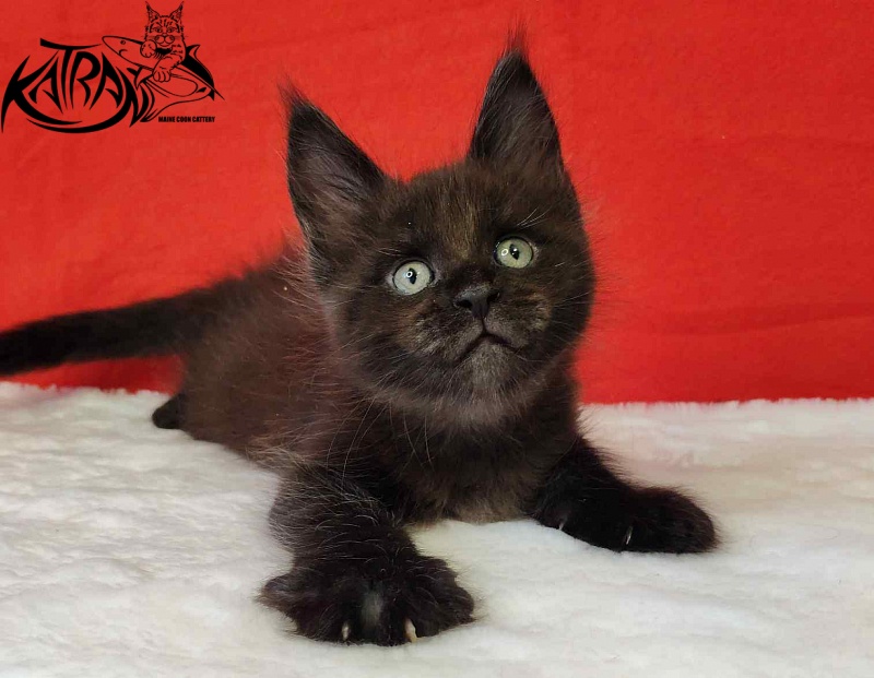 Katran Jordan - Кошеня мейн-кун 1 місяць 3 тижні