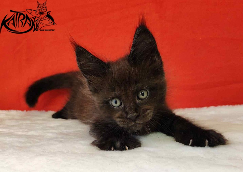 Katran Jordan - Кошеня мейн-кун 1 місяць 3 тижні