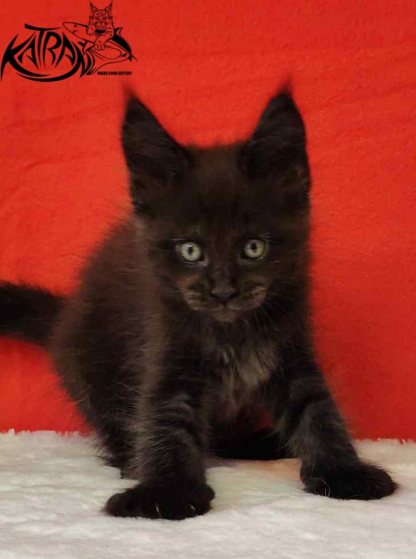 Katran Jordan - Кошеня мейн-кун 1 місяць 3 тижні