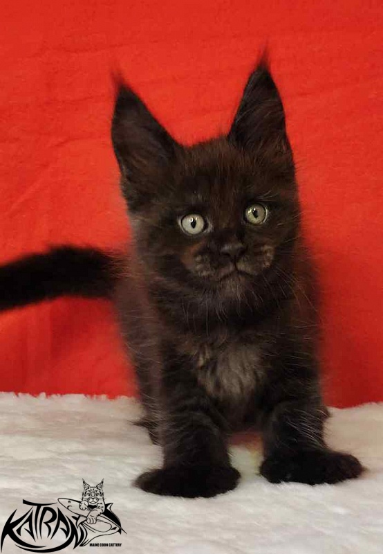 Katran Jordan - Кошеня мейн-кун 1 місяць 3 тижні