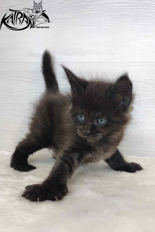 Katran Jordan - Кошеня мейн-кун 1 місяць