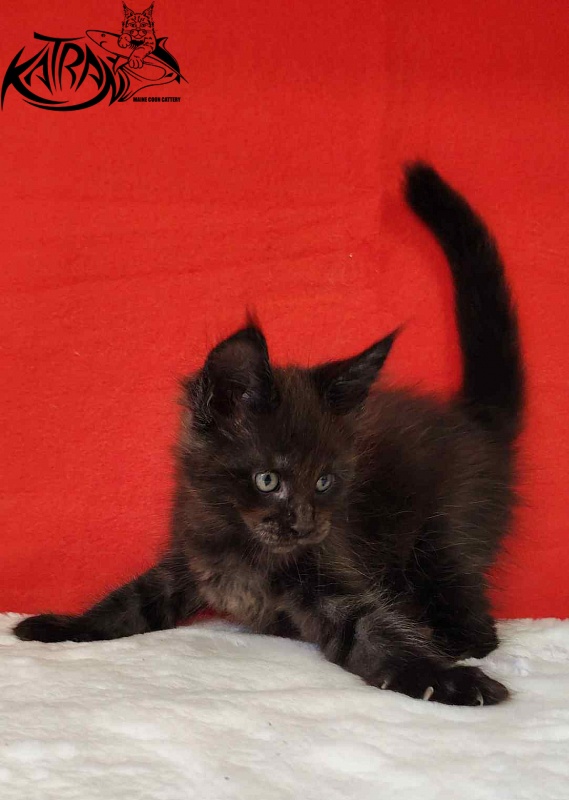 Katran Jordan - Кошеня мейн-кун 1 місяць 3 тижні