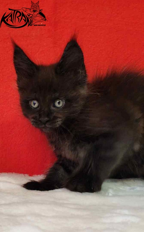 Katran Jordan - Кошеня мейн-кун 1 місяць 3 тижні