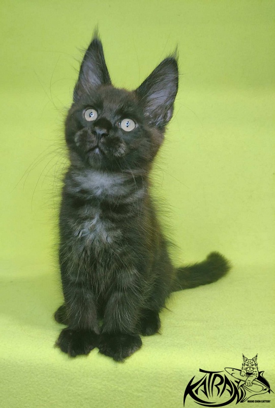 Katran Jordan - Кошеня мейн-кун 2 місяця 2 тижні