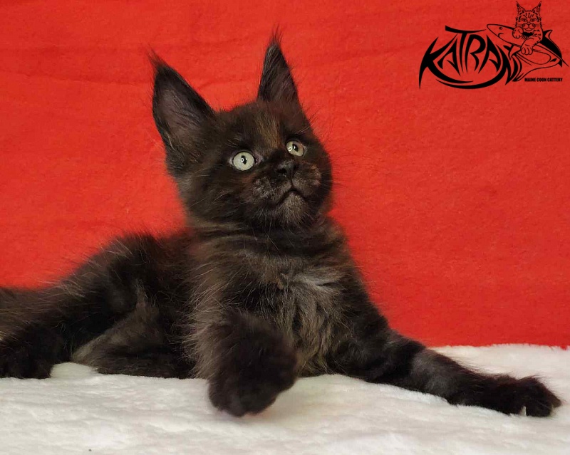 Katran Jordan - Кошеня мейн-кун 1 місяць 3 тижні