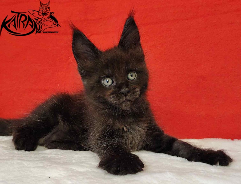 Katran Jordan - Кошеня мейн-кун 1 місяць 3 тижні