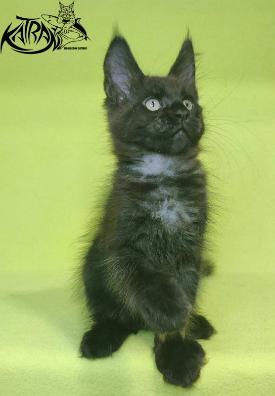 Katran Jordan - Кошеня мейн-кун 2 місяця 2 тижні