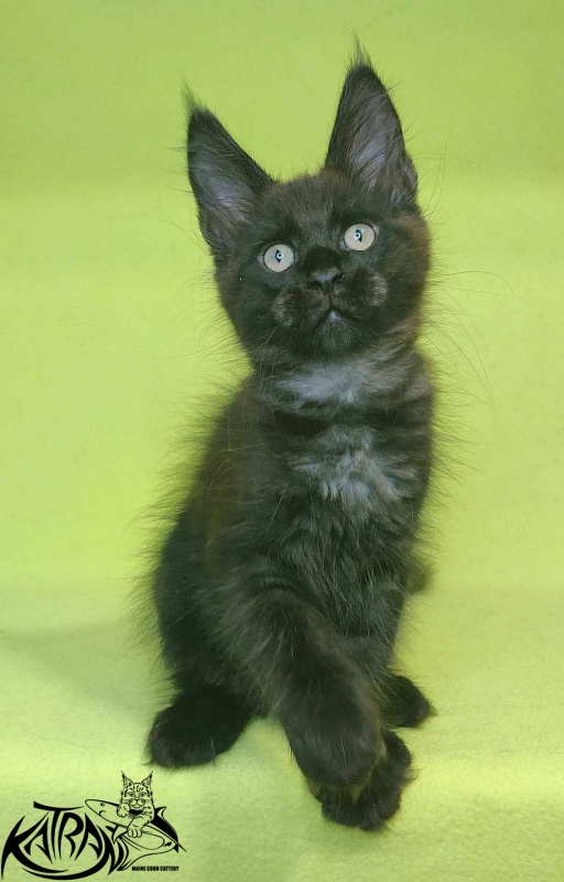 Katran Jordan - Кошеня мейн-кун 2 місяця 2 тижні