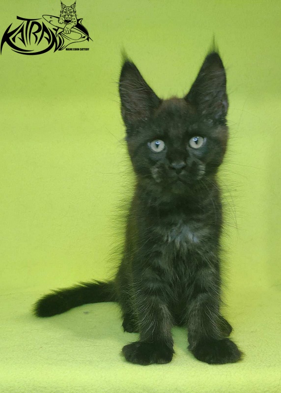 Katran Jordan - Кошеня мейн-кун 2 місяця 2 тижні