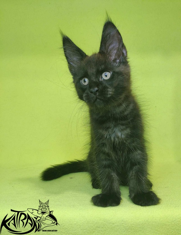 Katran Jordan - Кошеня мейн-кун 2 місяця 2 тижні