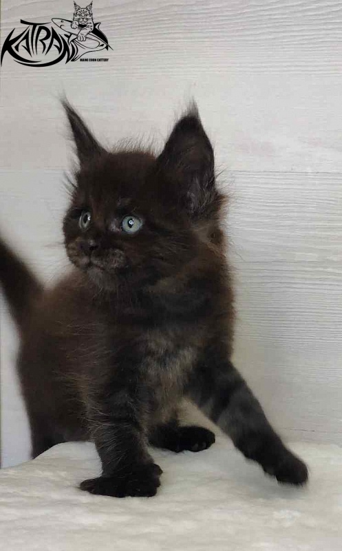 Katran Jordan - Кошеня мейн-кун 1 місяць