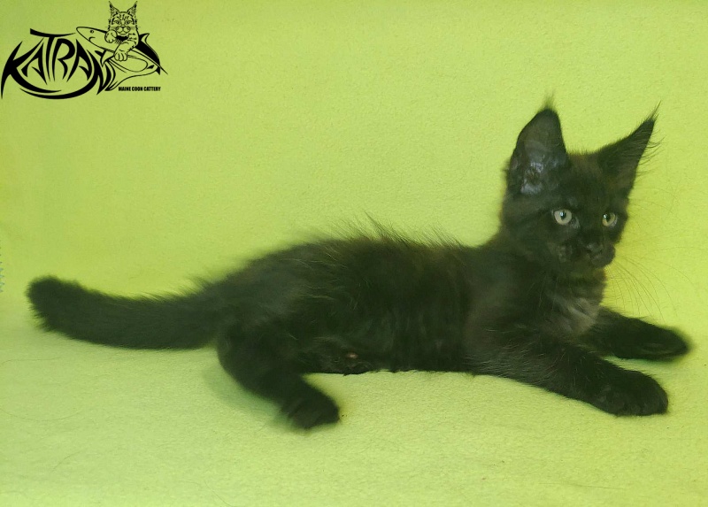 Katran Jordan - Кошеня мейн-кун 2 місяця 2 тижні