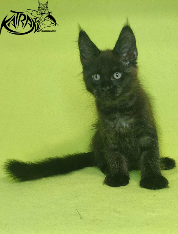 Katran Jordan - Кошеня мейн-кун 2 місяця 2 тижні