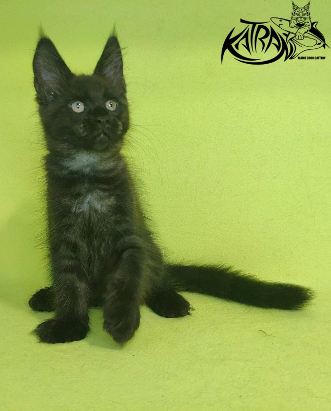 Katran Jordan - Кошеня мейн-кун 2 місяця 2 тижні