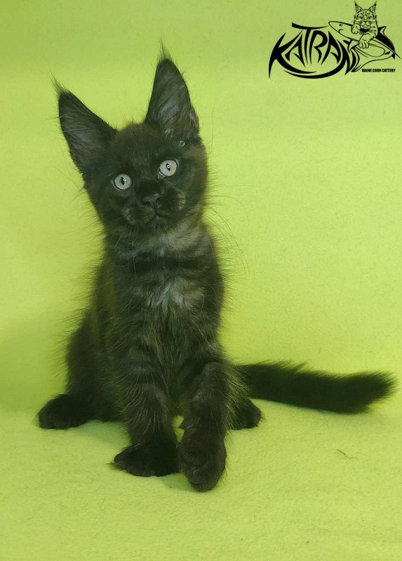 Katran Jordan - Кошеня мейн-кун 2 місяця 2 тижні