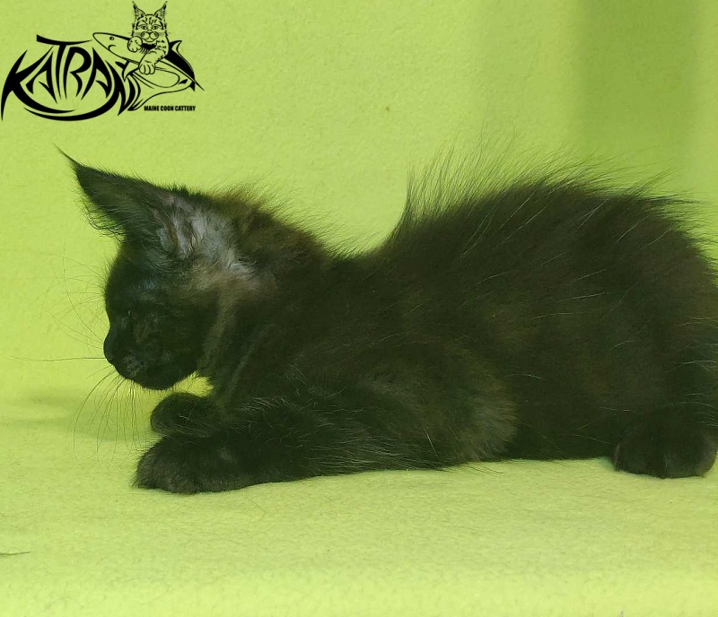 Katran Jordan - Кошеня мейн-кун 2 місяця 2 тижні