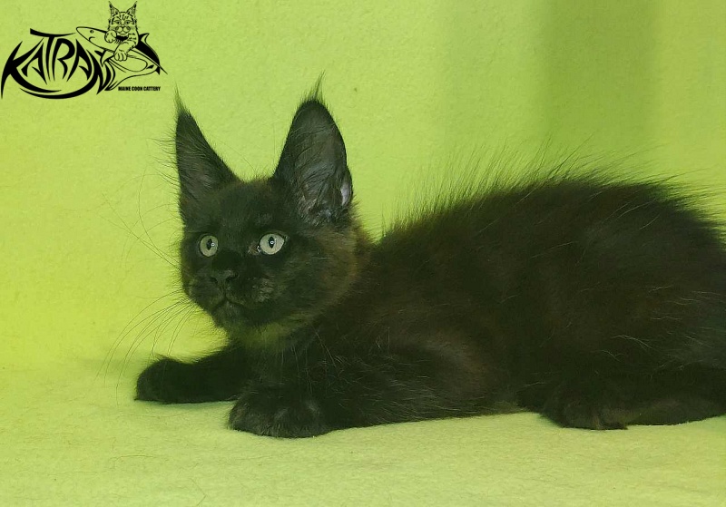 Katran Jordan - Кошеня мейн-кун 2 місяця 2 тижні