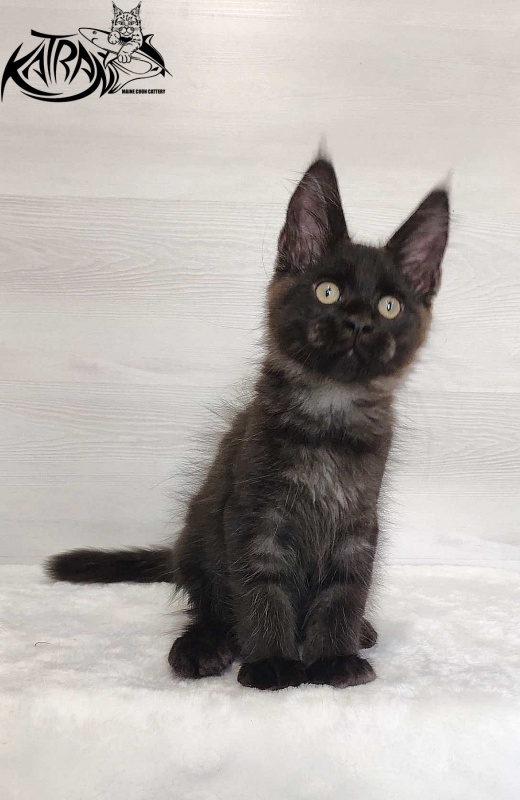 Katran Jordan - Кошеня мейн-кун 3 місяця