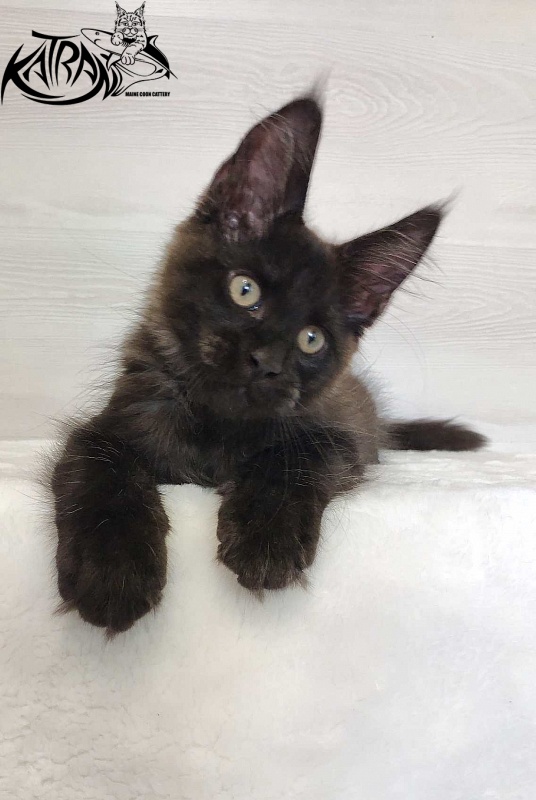 Katran Jordan - Кошеня мейн-кун 3 місяця