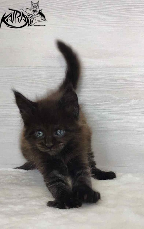 Katran Jordan - Кошеня мейн-кун 1 місяць