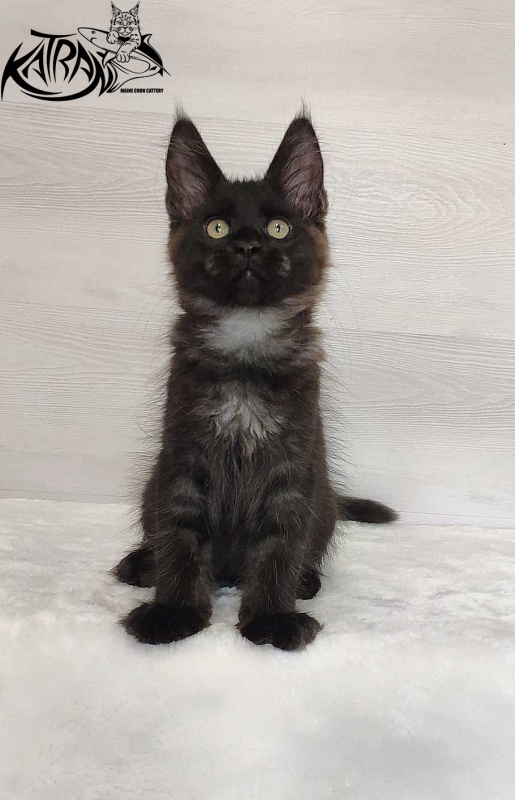 Katran Jordan - Кошеня мейн-кун 3 місяця