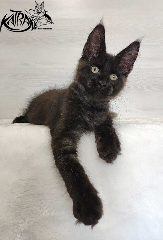 Katran Jordan - Кошеня мейн-кун 3 місяця