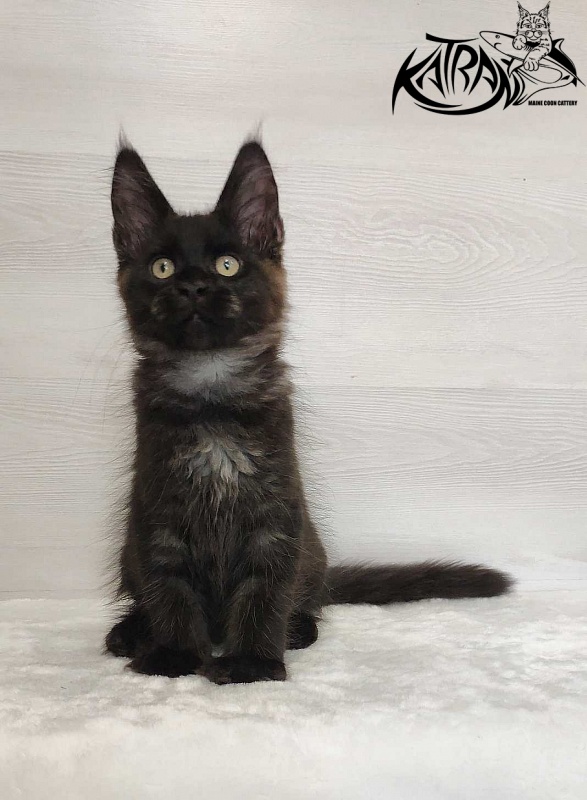 Katran Jordan - Кошеня мейн-кун 3 місяця