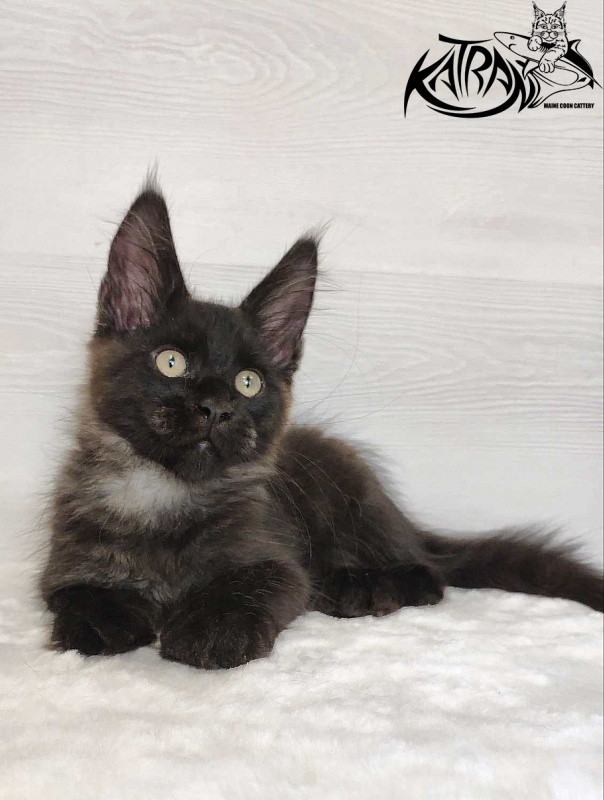 Katran Jordan - Кошеня мейн-кун 3 місяця