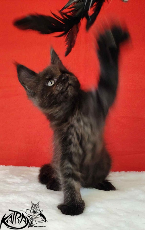 Katran Jordan - Кошеня мейн-кун 1 місяць 3 тижні