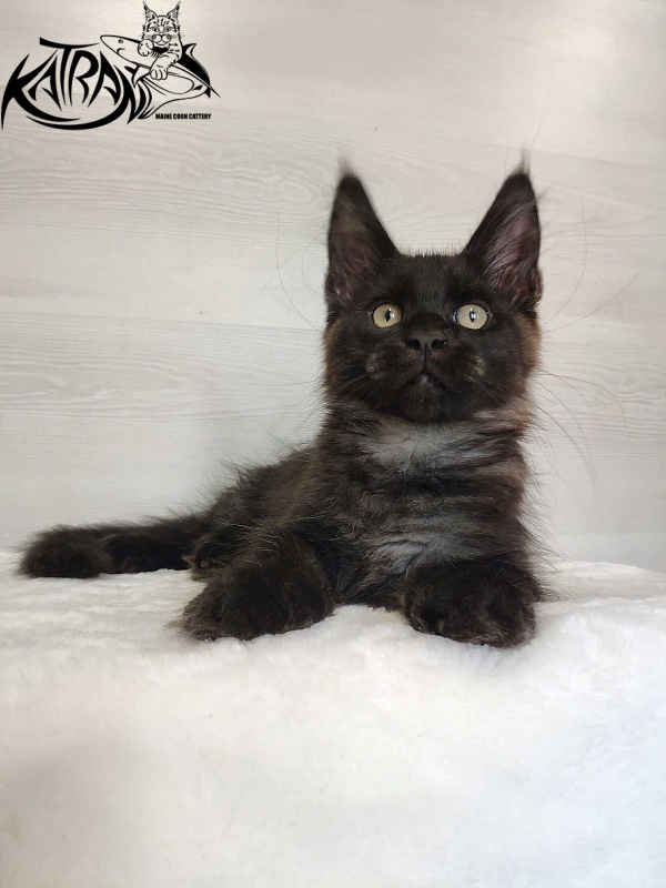 Katran Jordan - Кошеня мейн-кун 3 місяця