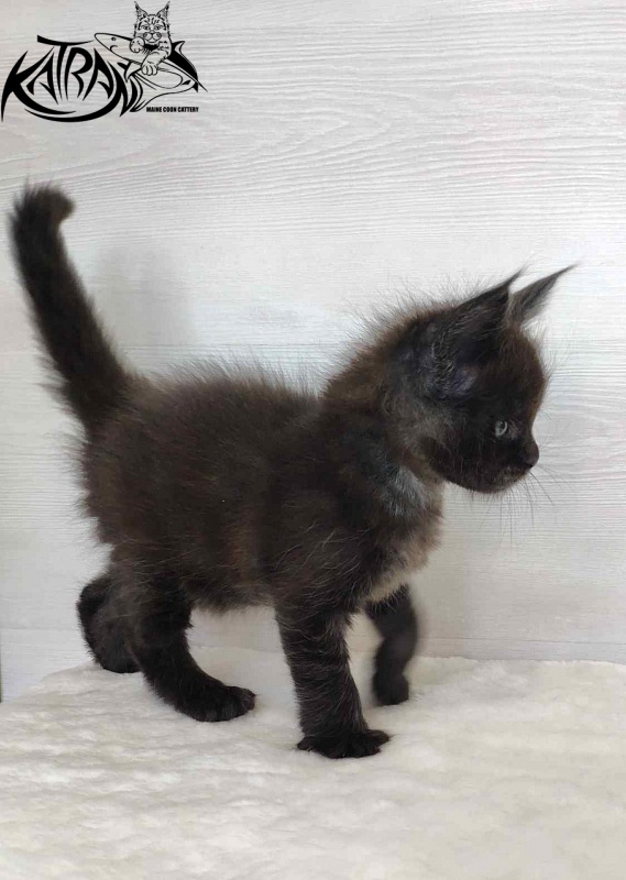 Katran Jordan - Кошеня мейн-кун 1 місяць