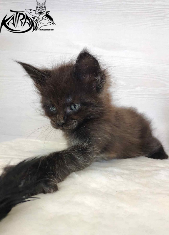 Katran Jordan - Кошеня мейн-кун 1 місяць