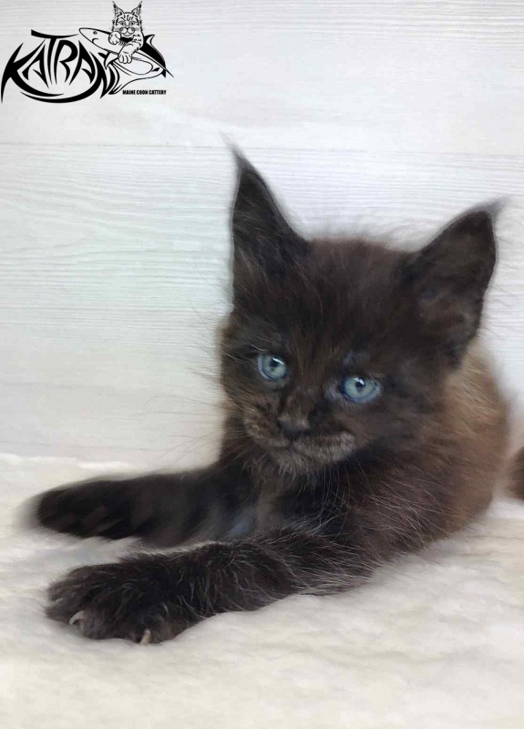 Katran Jordan - Кошеня мейн-кун 1 місяць