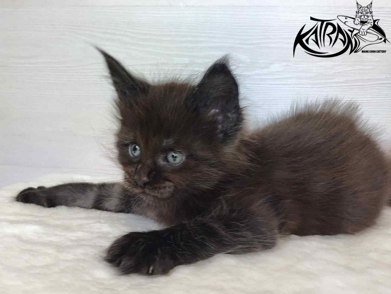 Katran Jordan - Кошеня мейн-кун 1 місяць