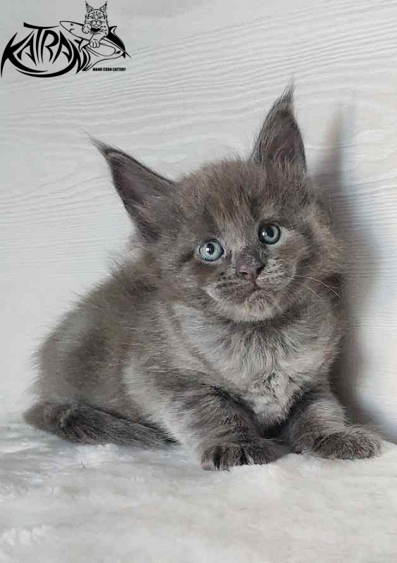Katran Jessica Jay - Kitten maine-coon 1 month