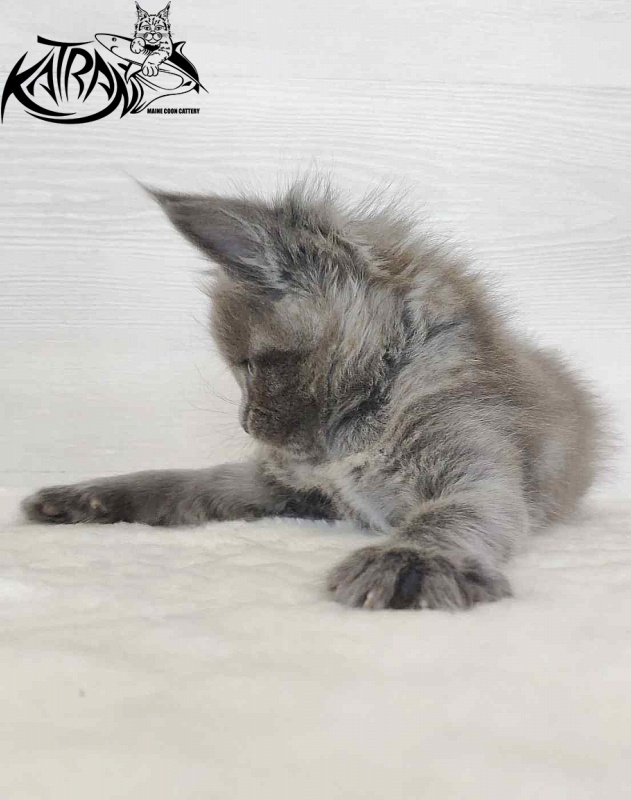 Katran Jessica Jay - Kitten maine-coon 1 month