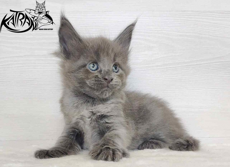 Katran Jessica Jay - Kitten maine-coon 1 month