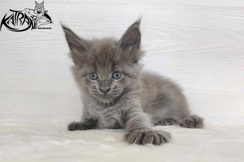 Katran Jessica Jay - Kitten maine-coon 1 month