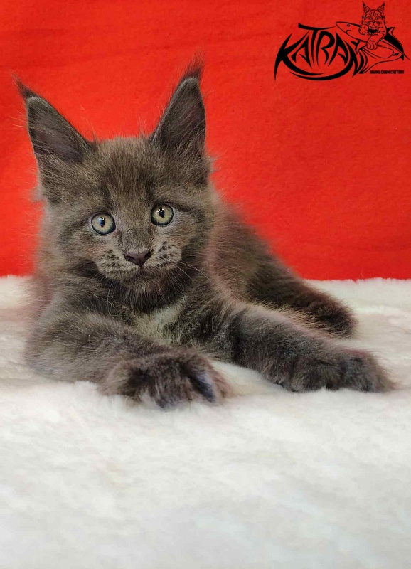Katran Jessica Jay - Kitten maine-coon 1 month 3 weeks