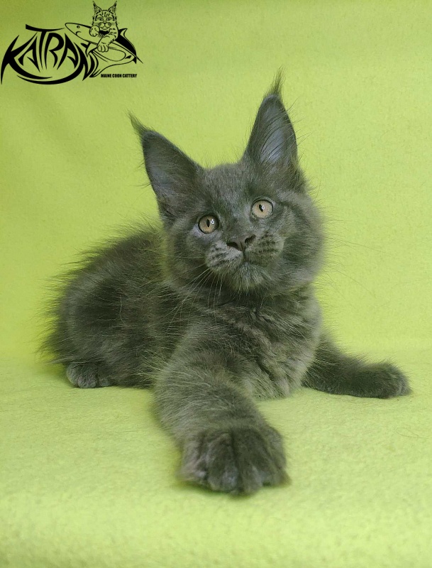 Katran Jessica Jay - Kitten maine-coon 2 months 2 weeks