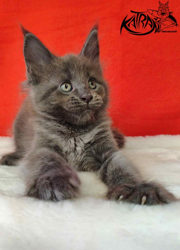 Katran Jessica Jay - Kitten maine-coon 1 month 3 weeks