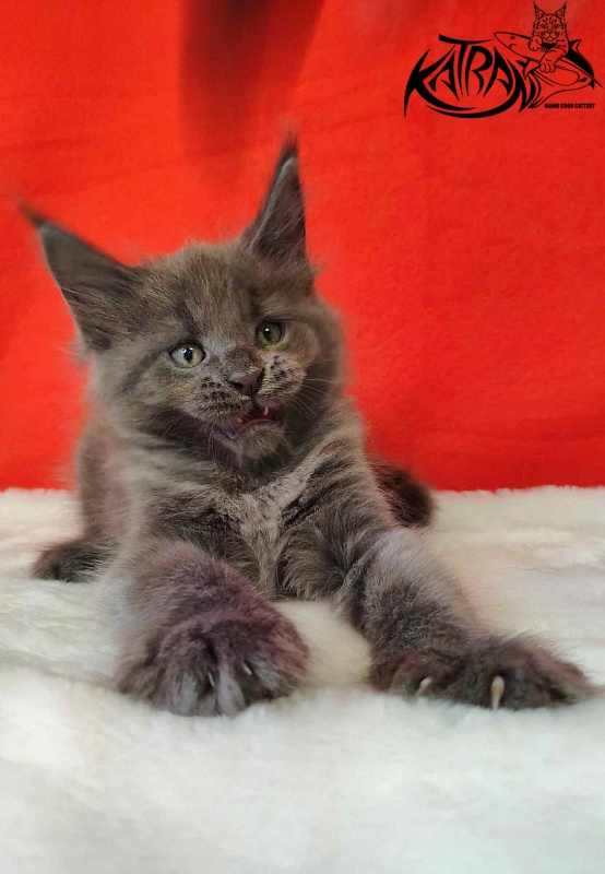 Katran Jessica Jay - Kitten maine-coon 1 month 3 weeks