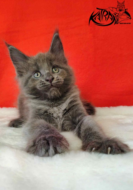 Katran Jessica Jay - Kitten maine-coon 1 month 3 weeks