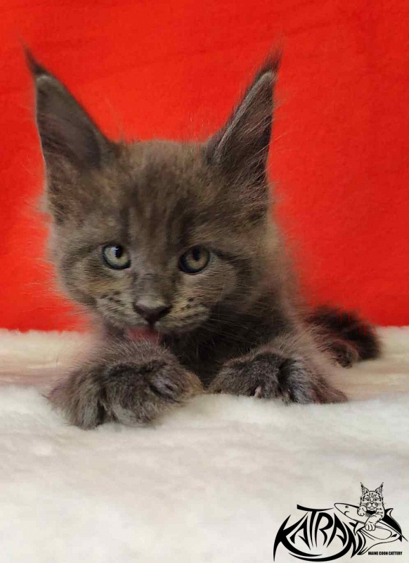 Katran Jessica Jay - Kitten maine-coon 1 month 3 weeks