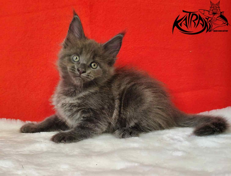 Katran Jessica Jay - Kitten maine-coon 1 month 3 weeks