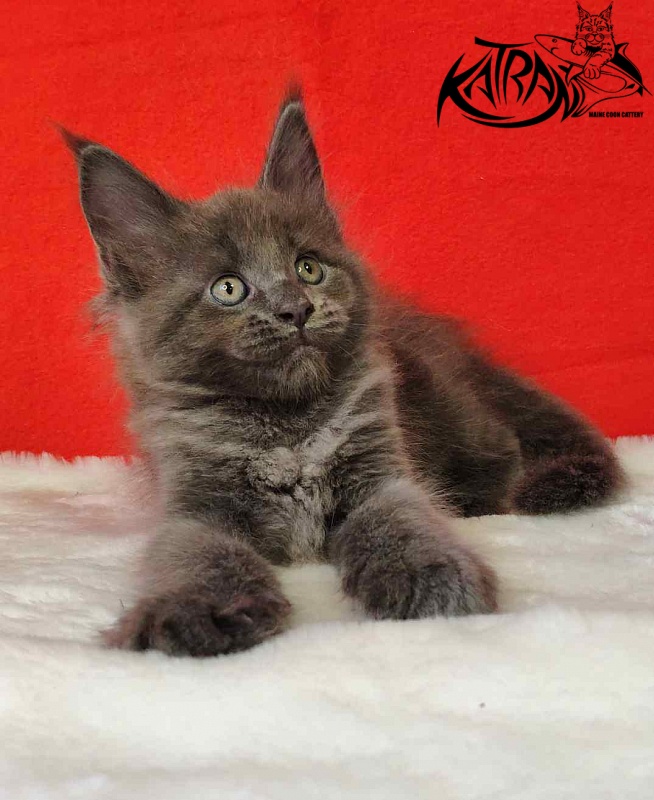 Katran Jessica Jay - Kitten maine-coon 1 month 3 weeks