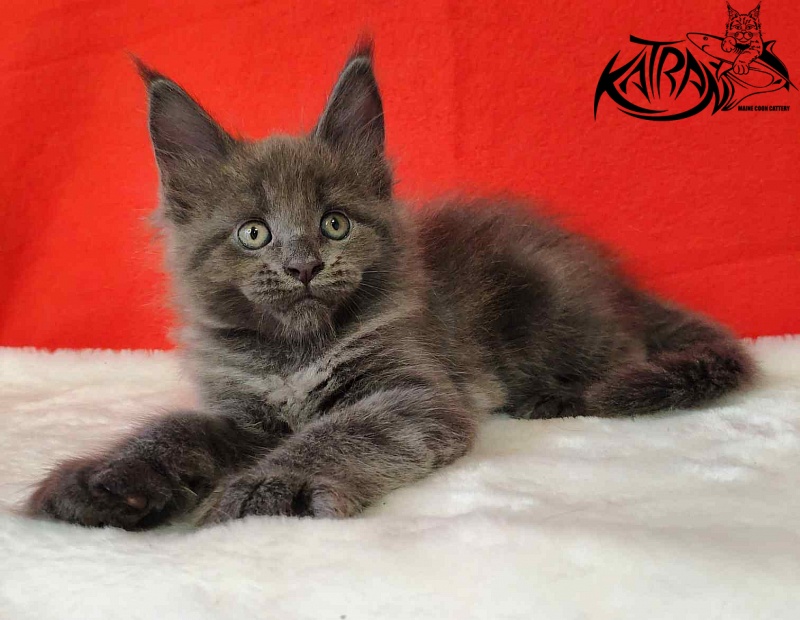 Katran Jessica Jay - Kitten maine-coon 1 month 3 weeks